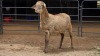 1 X MEATMASTER RAM DE BEER BOERDERY