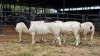 5 X DORPER EWE KV BOERDERY (Per animal to take the lot)
