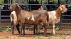 3 X MEATMASTER RAM DE BEER BOERDERY (Per animal to take the lot)