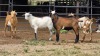 4 X NGUNI BUCK H. SMIT (Per animal to take the lot)