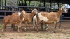 2+2 X MEATMASTER CROSS EWE C. DE BRUTO (Per animal to take the lot)