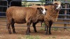 2 X ILL DE FRANCE EWE EG. WOEST (Per animal to take the lot)
