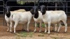 4 X DORPER EWE KV BOERDERY (Per animal to take the lot)