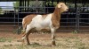 1 X MEATMASTER CROSS EWE C. DE BRUTO