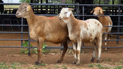 1+1 X DAMARA EWE C. DE BRUTO