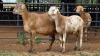 1+1 X DAMARA EWE C. DE BRUTO