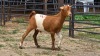 1 X NGUNI BUCK H. SMIT