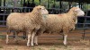 2 X ILL DE FRANCE EWE EG. WOEST (Per animal to take the lot)