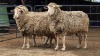 3 X DOHNE MERINO EWE JT PRETORIUS (Per animal to take the lot)