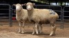 2 X ILL DE FRANCE EWE ARZAAN BOERDERY (Per animal to take the lot)