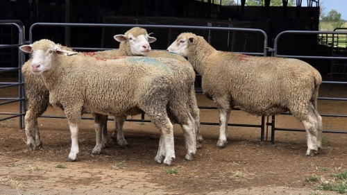 5 X ILL DE FRANCE EWE EG. WOEST (Per animal to take the lot)