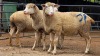 3 X ILL DE FRANCE EWE ARZAAN BOERDERY (Per animal to take the lot)