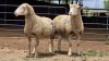 2 X ILL DE FRANCE EWE ARZAAN BOERDERY (Per animal to take the lot)