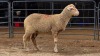 1 X DOHNE MERINO EWE JT PRETORIUS