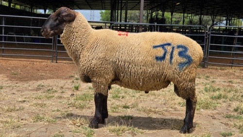 1 X SUFFOLK RAM ARZAAN BOERDERY