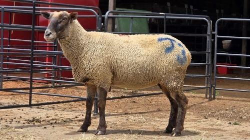 1 X SUFFOLK EWE ARZAAN BOERDERY