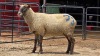 1 X SUFFOLK EWE ARZAAN BOERDERY