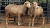 2 X ILL DE FRANCE EWE ARZAAN BOERDERY (Per animal to take the lot)