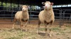 2 X ILL DE FRANCE EWE ARZAAN BOERDERY (Per animal to take the lot)