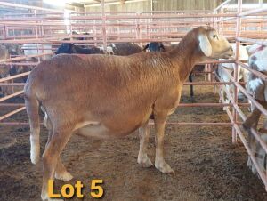 LOT 5 1X MEATMASTER OOI/EWE OSVLEY MEATMASTERS