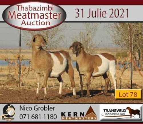 1 X MEATMASTER OOI KERN MEATMASTERS (PER STUK OM LOT TE NEEM)