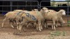 6 X ILL DE FRANCE CROSS EWE ARZAAN BOERDERY (Per animal to take the lot)