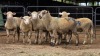 7 X ILL DE FRANCE CROSS EWE ARZAAN BOERDERY (Per animal to take the lot)