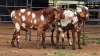 3 X CAPE LOB EAR BUCK SINE METU FARMING (Per animal to take the lot)