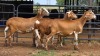 3 X DAMARA EWE SINE METU FARMING (Per animal to take the lot)