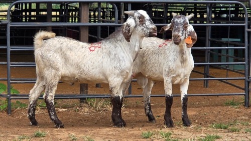 2 X CAPE SKILDER BUCK SINE METU FARMING (Per animal to take the lot)