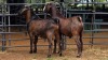 2 X CAPE LOB EAR BUCK SINE METU FARMING (Per animal to take the lot)