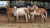 3 X DAMARA EWE SINE METU FARMING (Per animal to take the lot)
