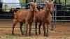 2 X KALAHARI RED DOE E&C BOERDERY (Per animal to take the lot)