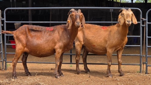 2 X KALAHARI RED DOE E&C BOERDERY (Per animal to take the lot)