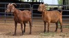 2 X KALAHARI RED DOE E&C BOERDERY (Per animal to take the lot)