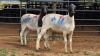 2 X DORPER EWE WILGERVLEI BOERDERY (Per animal to take the lot)