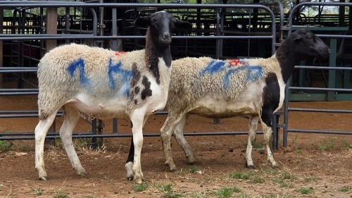 2 X DORPER EWE WILGERVLEI BOERDERY (Per animal to take the lot)