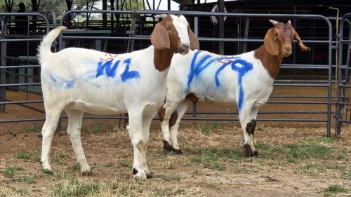 2 X BOER GOAT DOE WILGERVLEI BOERDERY (Per animal to take the lot)