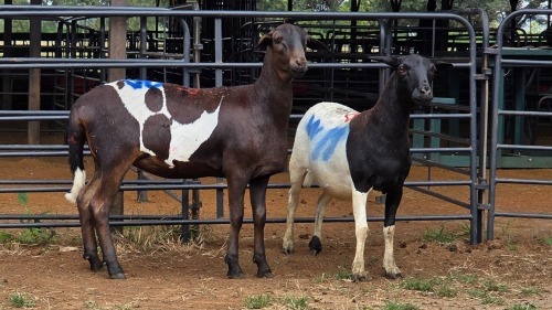 2 X DORPER CROSS EWE WILGERVLEI BOERDERY (Per animal to take the lot)