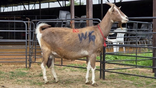 1 X TOGGENBERG DOE WILGERVLEI BOERDERY