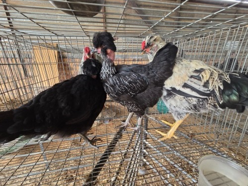 3 X HERERO CROSS ROOSTER & HEN P. RADEBE (Per animal to take the lot)