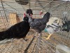 3 X HERERO CROSS ROOSTER & HEN P. RADEBE (Per animal to take the lot)