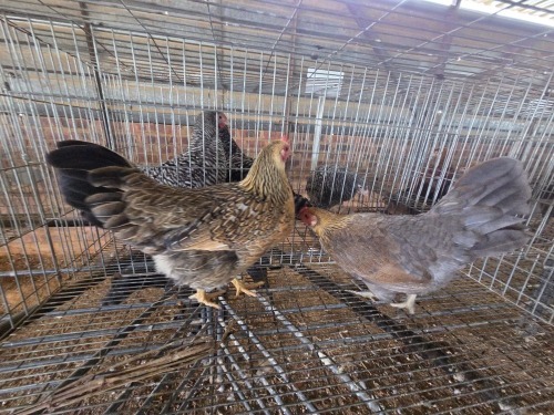 2 X KAPOKKIES HEN P. RADEBE (Per animal to take the lot)