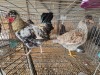 2 X HERERO ROOSTER & HEN P. RADEBE (Per animal to take the lot)