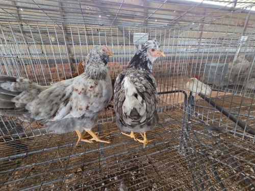 2 X HERERO ROOSTER & HEN P. RADEBE (Per animal to take the lot)