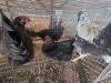 WITHDRAWN - 3 X FARM CHICKENS ROOSTER & HEN P. RADEBE (Per animal to take the lot)
