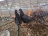2 X HERERO HEN P. RADEBE (Per animal to take the lot)