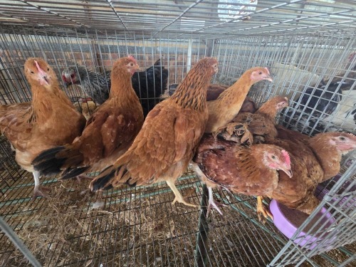10 X FARM CHICKENS ROOSTER & HEN P. RADEBE (Per animal to take the lot)