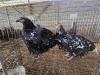 2 X FARM CHICKENS HEN P. RADEBE (Per animal to take the lot)