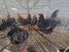 WITHDRAWN - 2 X FARM CHICKENS HEN P. RADEBE (Per animal to take the lot)